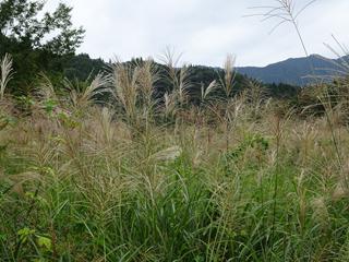 DSC07482_R.JPG