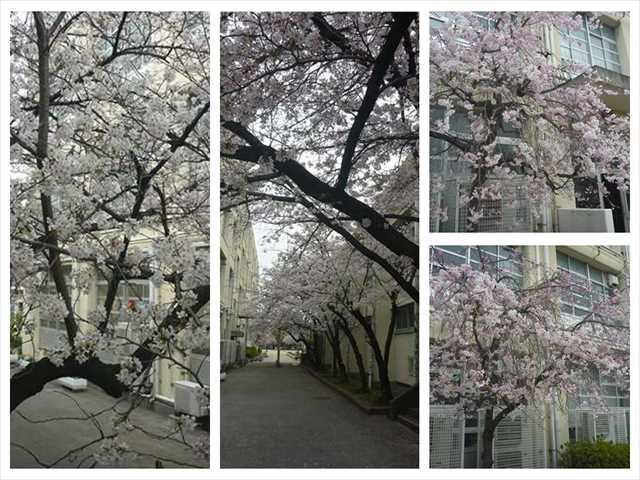 R050331今日の桜02_R.JPG