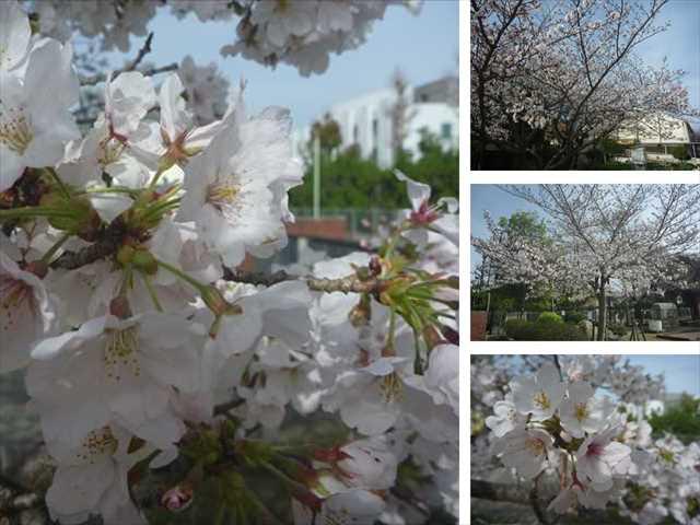 R050327今日の桜03_R.JPG