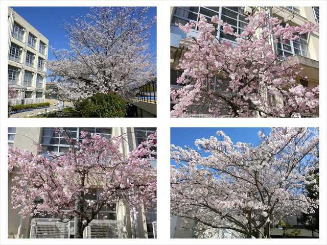 R040404桜02_R.JPG