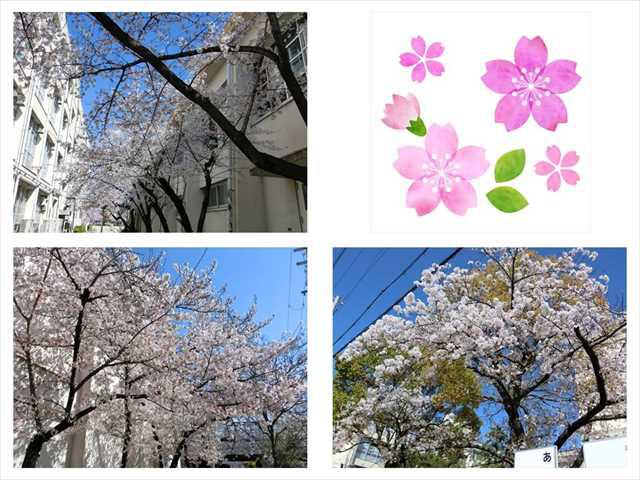 R040404桜01_R.JPG