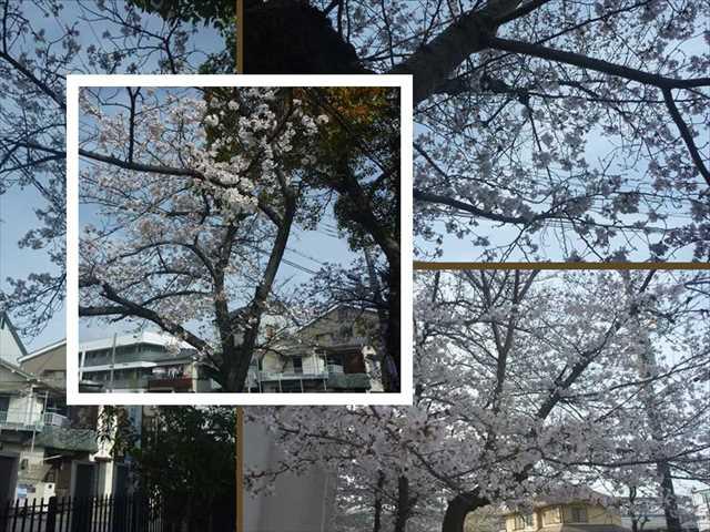 R050327今日の桜05_R.JPG