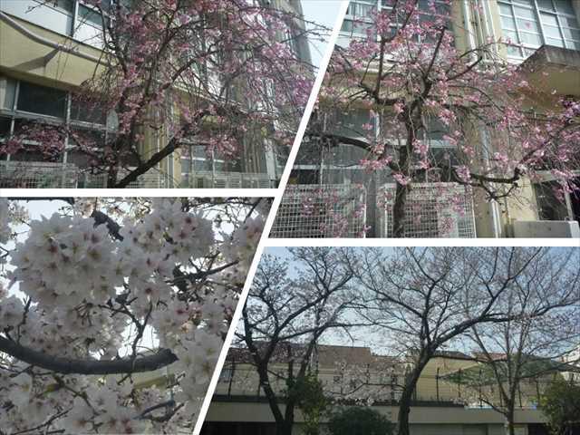 R050327今日の桜02_R.JPG