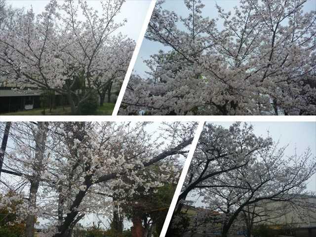 R050331今日の桜01_R.JPG