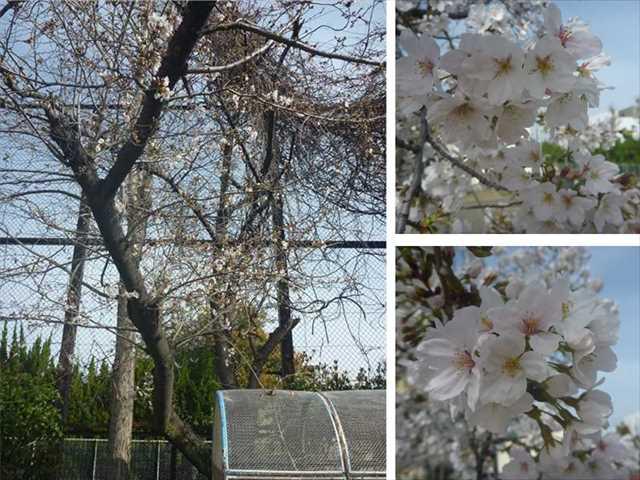 R050327今日の桜04_R.JPG