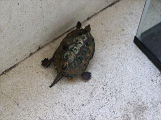 IMG_1286_R.JPG